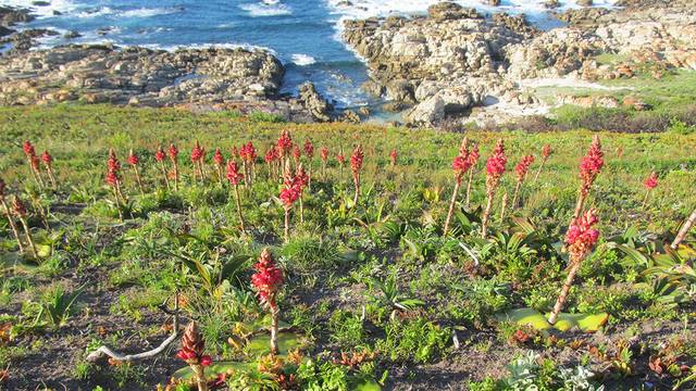 local-conservation-strengthens-marine-protection local-conservation-strengthens-marine-protection