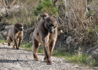 near cape st francis resort baviaanskloof baboon near cape st francis resort baviaanskloof baboon