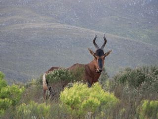near cape st francis resort baviaanskloof buck near cape st francis resort baviaanskloof buck
