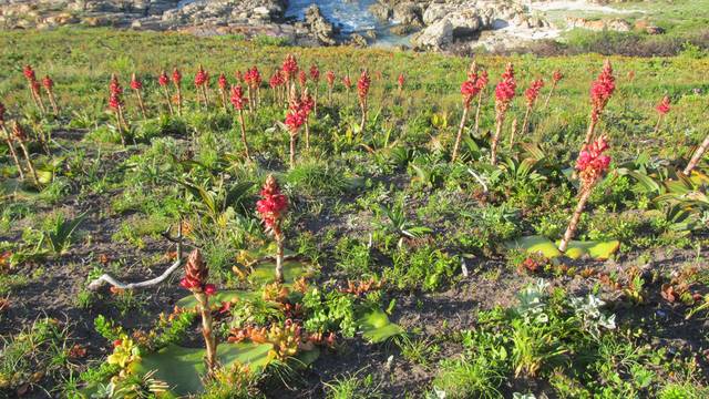 Why-the-flora-of-cape-st-francis-is-so-special Why-the-flora-of-cape-st-francis-is-so-special