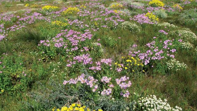 Understanding-fynbos-in-cape-st-francis Understanding-fynbos-in-cape-st-francis